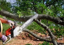 How Our Tree Care Process Works  in  Kirkwood, MO