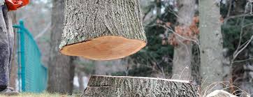 Best Tree Trimming and Pruning  in Kirkwood, MO