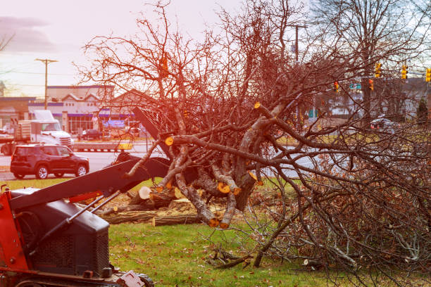 Best Commercial Tree Services  in Kirkwood, MO
