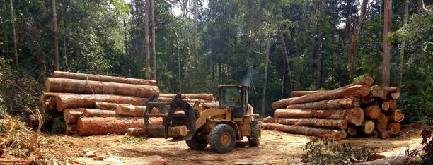 Best Arborist Consultation Services  in Kirkwood, MO