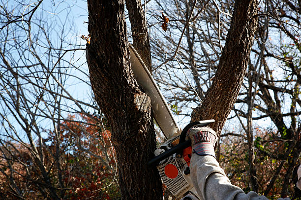 Professional Tree Care in Kirkwood, MO