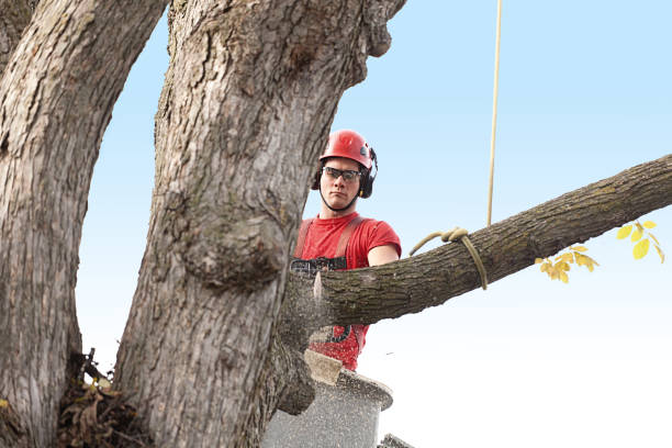 Best Stump Grinding and Removal  in Kirkwood, MO